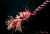 IIP Online Student Photography